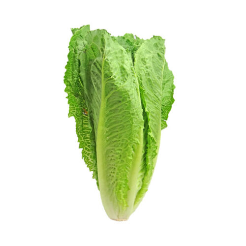 LECHUGA ROMANA FRESCA